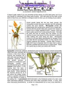 Orchid Plant Parts and Why They Matter