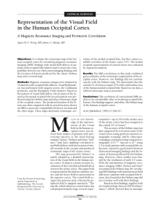 Representation of the Visual Field in the Human Occipital Cortex