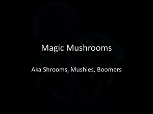 Magic mushrooms (L)