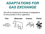 4 Insect gas exchange