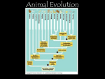 Animal Evolution PowerPoint