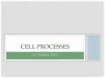 Cell Processes PPT