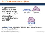21.5 RNA and Transcription