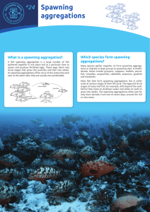 Spawning aggregations - Secretariat of the Pacific Community