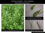 Arthraxon hispidus – Hairy Jointgrass Potentially invasive grass