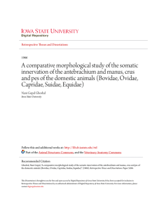A comparative morphological study of the somatic innervation of the
