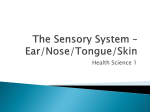 The Sensory System * Ear/Nose/Tongue/Skin