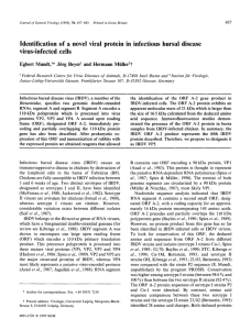Identification of a novel viral protein in infectious bursal disease