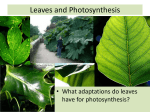 Leaves and Photosynthesis