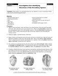 Heart Dissection - Holy Trinity Academy