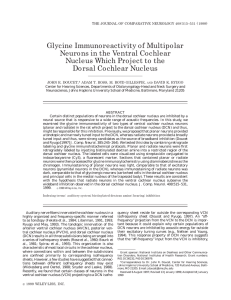 Glycine Immunoreactivity of Multipolar Neurons in the Ventral