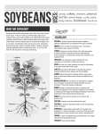 What are soybeans? - Illinois Ag in the Classroom