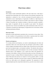 Plant tissue culture