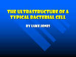 The Ultrastructure Of A Typical Bacterial Cell
