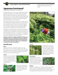 Japanese knotweed - Michigan Natural Features Inventory