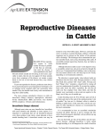 Reproductive Diseases in Cattle - Animal Science-TAMU