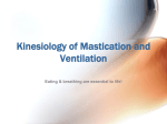 Kinesiology of Mastication and Ventilation
