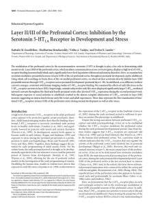 Layer II/III of the Prefrontal Cortex: Inhibition by the Serotonin