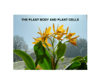 THE PLANT BODY AND PLANT CELLS