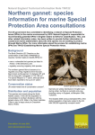 TIN122 edition 1 - Northern gannet: species information for marine