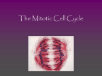 The Mitotic Cell Cycle-2004