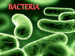 bacteria in