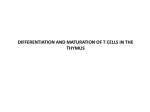 19-T-cell differentiation-Thymus_LÁ