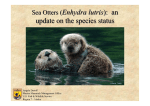 Sea Otters (Enhydra lutris): an update on the species status Sea