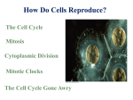 How Do Cells Reproduce?