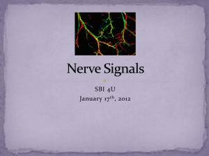 Nerve Signals