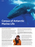 Census of Antarctic Marine Life