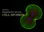 10.3 Cell Cycle Control File