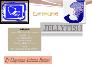 jellyFish