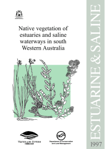 Native vegetation of estuaries and saline waterways in south