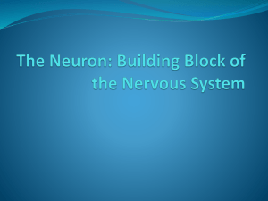 The Neuron: Building Block of the Nervous System