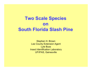 Two Scale Species on South Florida Slash Pine