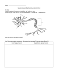 Neurotoxins and the Neuromuscular Junction