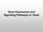 Gene Expression - CS