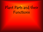 Plant Parts and their Function