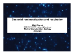 Bacterial remineralization and respiration