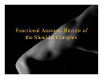 Functional Anatomy Review of the Shoulder Complex