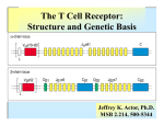 The T Cell Receptor: Structure and Genetic Basis