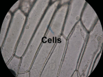 cells-3a1 - WordPress.com