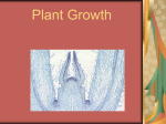 Growth in Meristems
