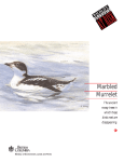 Marbled Murrelet - Province of British Columbia
