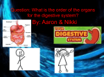 Question: What is the order of the organs for the digestive system?