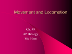 Ch. 49 Movement and Locomotion notes