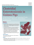 Clostridial Enterotoxicosis in Guinea Pigs