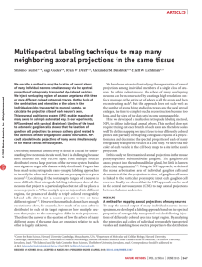 multispectral labeling technique to map many neighboring axonal