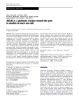 AtGLR3.4, a glutamate receptor channel-like gene is